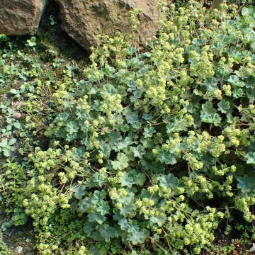 Alchemilla caucasica - Kaukasicher Frauenmantel