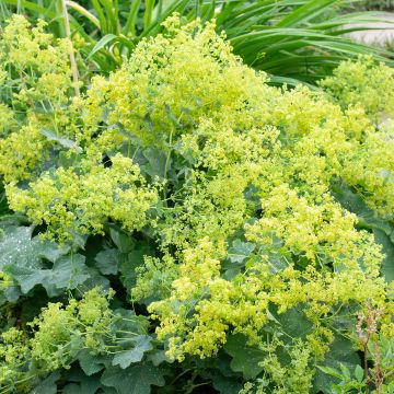 Alchemilla mollis - Weicher Frauenmantel