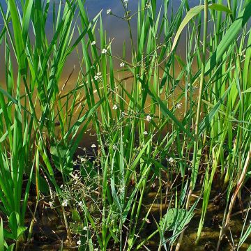 Alisma plantago-aquatica - Gemeiner Froschlöffel