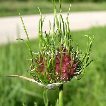 Allium vineale Hair - Weinberglauch