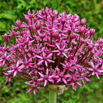 Allium Miami - Zierlauch