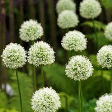 Allium Mont Blanc - Zierlauch