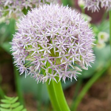 Allium Round and Purple - Zierlauch