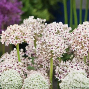 Allium multibulbosum Silver Spring - Zierlauch