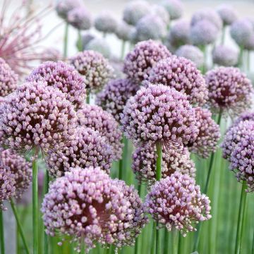 Sommerknoblauch - Allium ampeloprasum