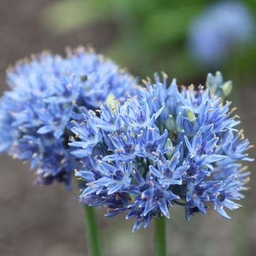 Allium caeruleum - Flieder-Lauch