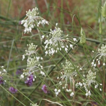 Allium carinatum subsp. pulchellum Album - Zierlauch