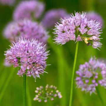 Allium carolinianum Rosy Dream - Zierlauch