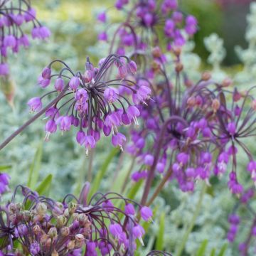 Allium cernuum - Nickenden Lauch