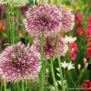 Allium jesdianum Early Emperor - Zierlauch