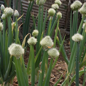 Winter-Zwiebel Weibe - Allium fistulosum