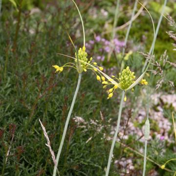 Allium flavum subsp. flavum - Gelber Lauch