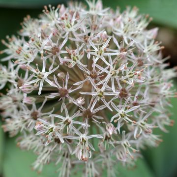 Allium karataviense - Ail d'ornement du Turkestan