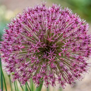 Allium karataviense Red Giant - Blauzungen-Lauch