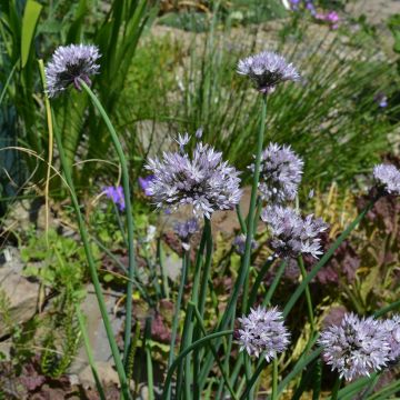 Allium ledebourianum - Sibirischer Lauch