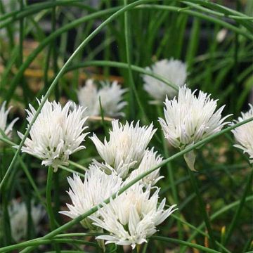 Schnittlauch Corsican White - Allium schoenoprasum