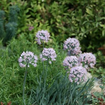 Allium senescens subsp. montanum - Berg-Lauch