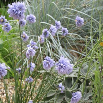 Allium sikkimense - Sikkim-Lauch