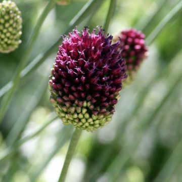 Allium sphaerocephalon - Kugellauch