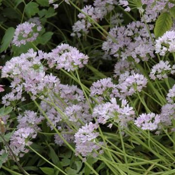 Allium unifolium - Einblättriger Lauch