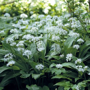 Allium ursinum im Topf - Bärlauch