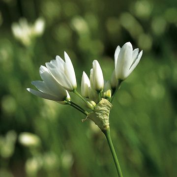 Allium zebdanense - Libanon-Lauch