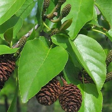 Alnus cordata - Italienische Erle