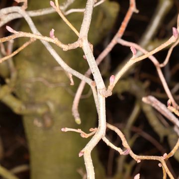 Alnus glutinosa Greenwood - Schwarz-Erle