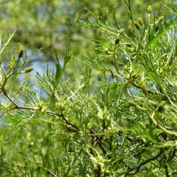 Alnus glutinosa Imperialis - Schwarz-Erle