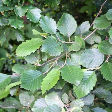 Aulne blanc - Alnus incana