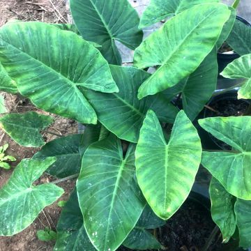 Alocasia cucullata - Pfeilblatt