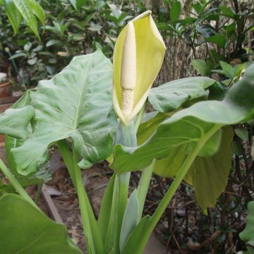 Alocasia macrorrhizos - Pfeilblatt