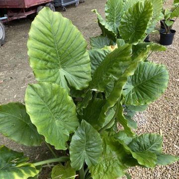 Alocasia odora - Pfeilblatt