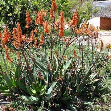 Aloe brevifolia - Kurzblättrige Aloe