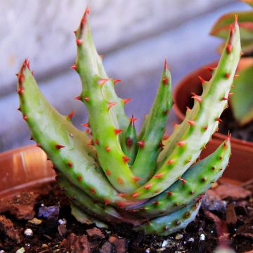 Aloe conifera Twirl - Aloe