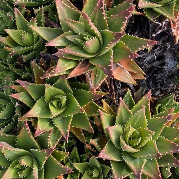 Aloe perfoliata - Schuttaloe