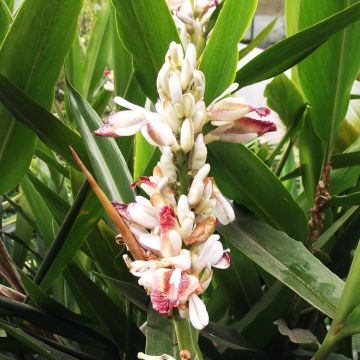 Alpinia galanga - Thai-Ingwer