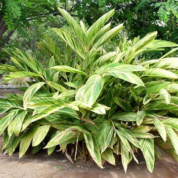 Alpinia zerumbet Variegata - Gingembre coquille