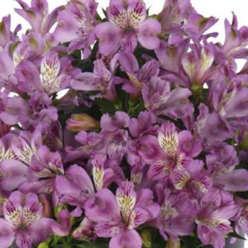 Alstroemeria Inticancha Navajo - Inkalilie