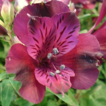 Alstroemeria Inticancha Dark Purple - Inkalilie