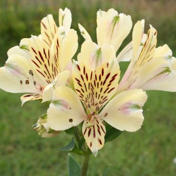 Alstroemeria Pitchounes Noah - Inkalilie