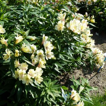 Alstroemeria Garden Summer Snow - Inkalilie