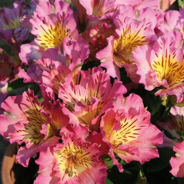 Alstroemeria Inticancha Sunday - Inkalilie