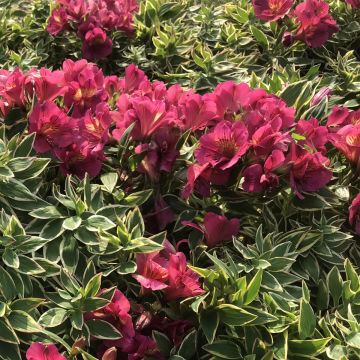 Alstroemeria River Valley - Lys des Incas