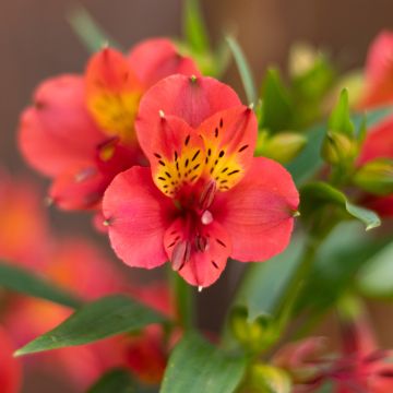 Alstroemeria Summer Holiday - Lis des Incas