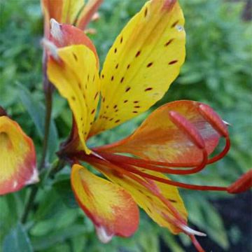 Alstroemeria Sweet Laura - Inkalilie