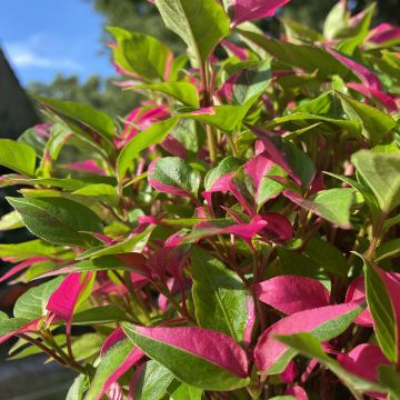 Alternanthera ficoidea Party Time - Papageienblatt