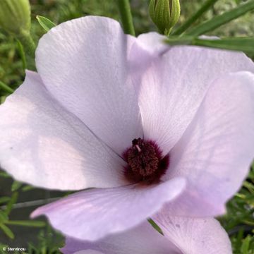 Alyogyne Delightfully - Australischer Hibiskus