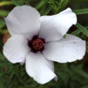 Alyogyne cuneiformis - Blauer Hibiskus