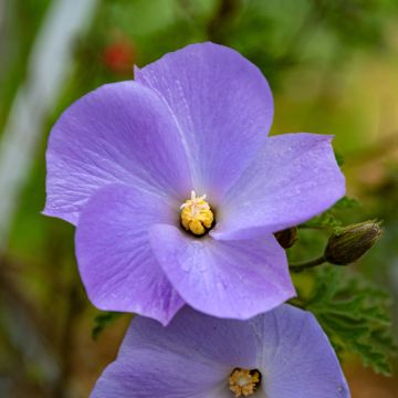 Alyogyne huegelii - Blauer Hibiskus